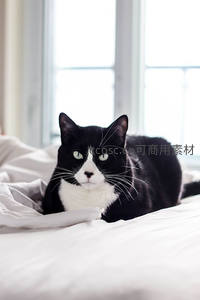 黑白奶牛猫卧床凝视，绿眸清澈如宝石