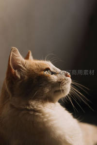 侧脸猫咪凝望远方光
