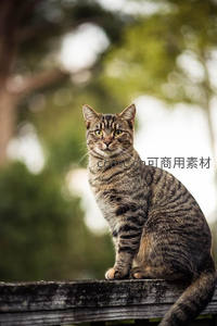 虎斑猫端坐木栏，眼神专注凝视