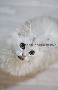 银渐层幼猫舔舌，毛茸茸超治愈