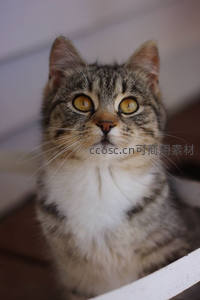 虎斑猫仰望镜头，金瞳摄魂