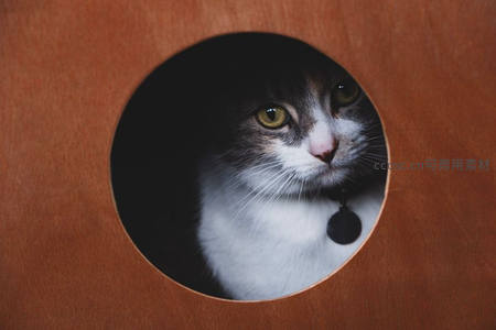 猫咪从圆洞探头，神秘又俏皮