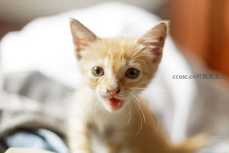 橘猫幼崽张嘴卖萌，奶气满满