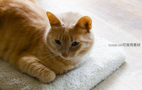 橘猫慵懒卧在柔软垫子上