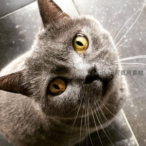 灰猫仰头凝视镜头特写