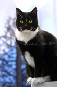 黑白奶牛猫端坐窗台凝视前方