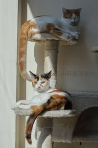 双猫栖息猫爬架，慵懒享受午后阳光