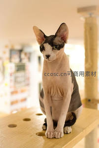 无毛斯芬克斯猫端坐木台，眼神专注神秘