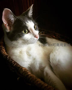 黑白猫咪安卧藤篮，绿眸凝望光影