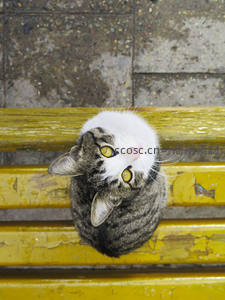 虎斑猫仰卧黄椅，好奇凝视镜头