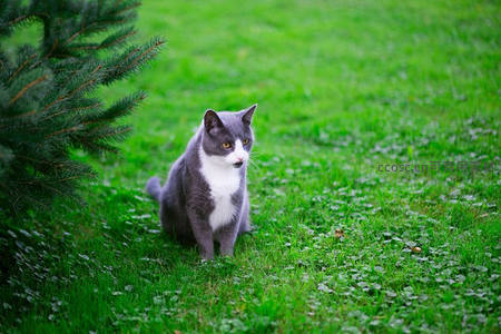 绿茵草地上的灰白猫咪静坐
