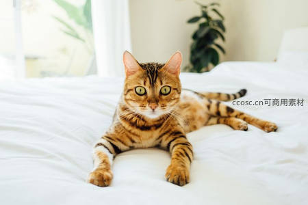 床上伸展的孟加拉猫目光炯炯