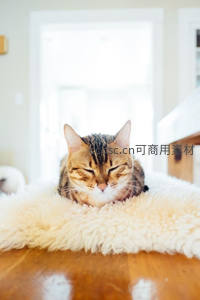 虎斑猫卧绒毯，阳光午憩