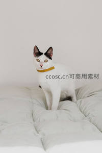 白猫戴黄项圈站在柔软床铺上