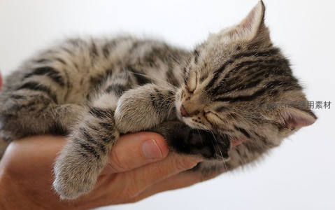 手心安睡的虎斑小猫，毛茸茸的可爱模样
