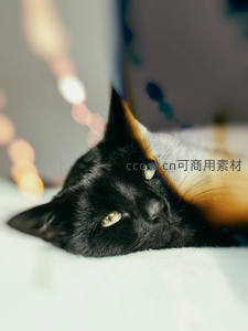 黑猫慵懒躺卧，碧绿双眸凝视镜头