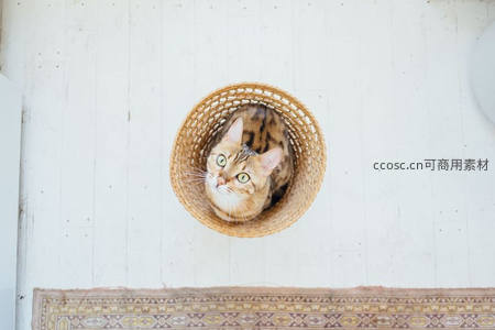 藤篮里的孟加拉猫，从上方俯瞰好奇张望