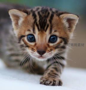 蓝眼小豹猫幼崽，好奇探索前方世界