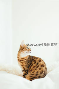 豹纹猫卧软垫仰望远方