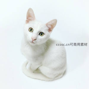 纯白猫咪凝视镜头，绿眸清澈如水