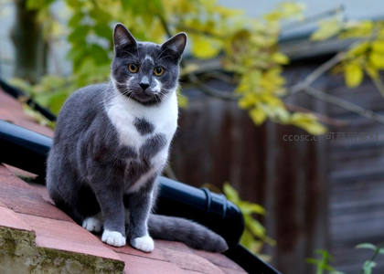 灰白英短猫坐屋顶好奇望向镜头