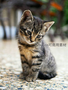 小虎斑猫蹲地凝视镜头萌态十足