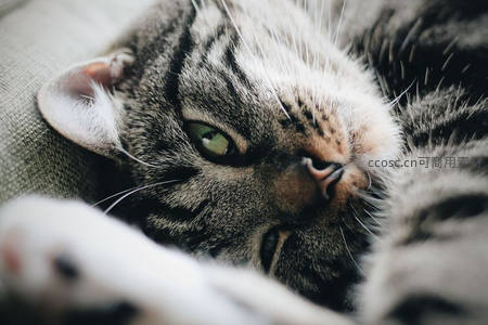 微距特写虎斑猫惬意侧躺