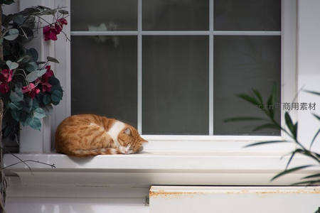 橘猫蜷窗台，花影相伴入梦乡
