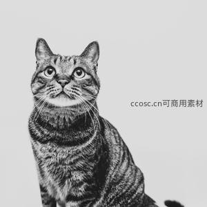 黑白条纹猫仰望镜头眼神纯真
