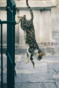 虎斑猫凌空飞跃攀爬铁艺围栏
