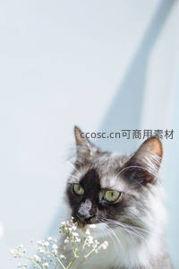 灰白猫咪嗅闻小白花，眼神温柔宁静