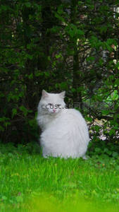雪白长毛猫静坐绿茵丛中，优雅如仙