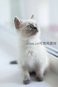 蓝眼暹罗幼猫仰望窗外，满是好奇