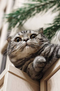 苏格兰折耳猫趴在柜顶，萌态十足