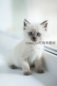 蓝眼小奶猫好奇探望