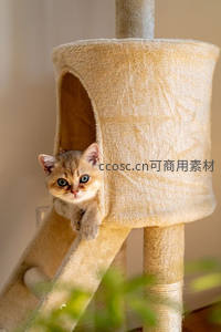 萌猫探头猫爬架，好奇张望显可爱