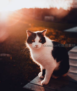 夕阳下的奶牛猫，逆光剪影美如画