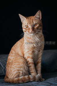 橘猫端坐凝视，深邃眼神摄人心魄