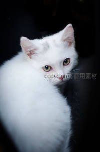 纯白小猫在暗影中凝视镜头