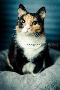 三花猫蜷缩灰色窝中凝视镜头