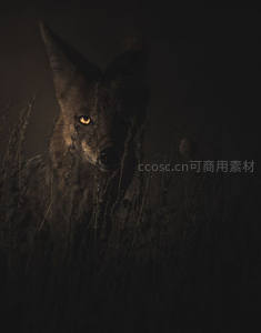 暗夜中狼眼闪烁，草丛隐现