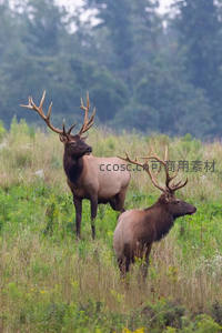 草原上的雄鹿，角冠如林间王冠