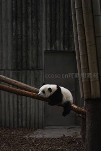 熊猫幼崽慵懒卧枝，萌态可掬