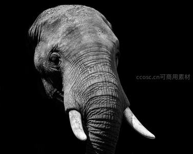 黑白光影中的大象肖像