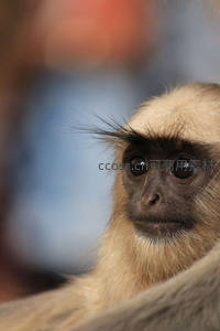 灵猴凝视，眼神深邃如古井