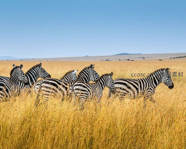 斑马群漫步金黄草原蓝天之下