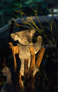 树影下的考拉悠然自得