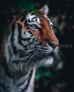 老虎侧脸特写展现王者风范