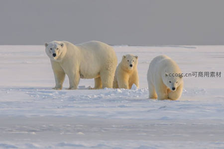 北极熊母子雪原漫步