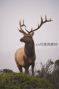 雄鹿昂首立于山巅